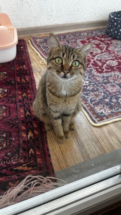 кошка с котёнками