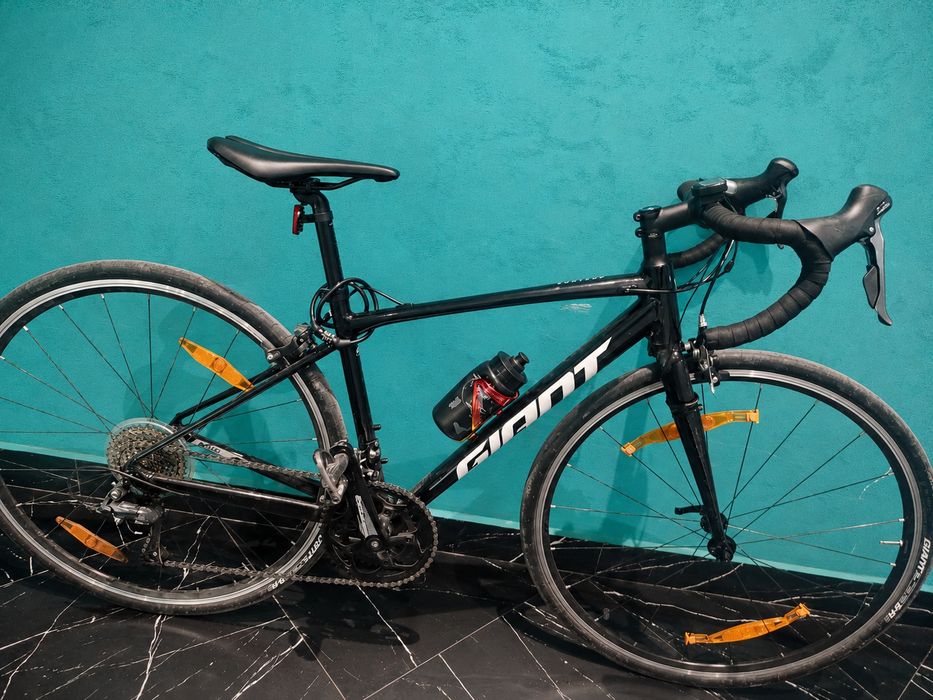 Giant contend 3 2024