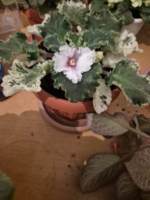 Продам фиалки разные