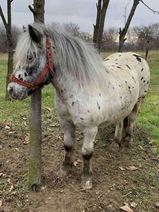 Vand un poneu frumos