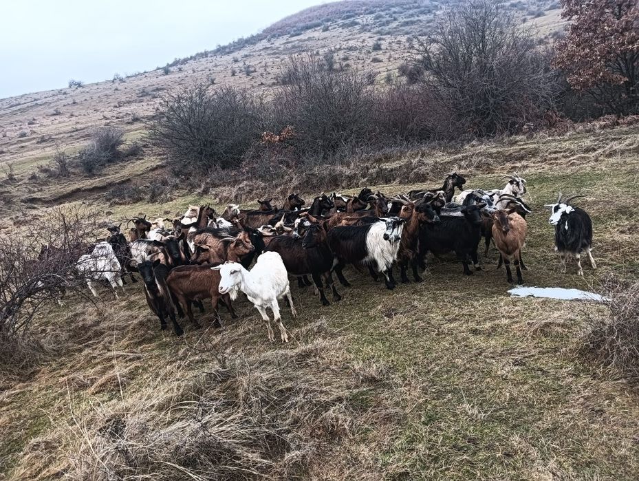 Capre de vânzare urgent