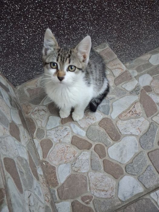 Donez pisicute mici