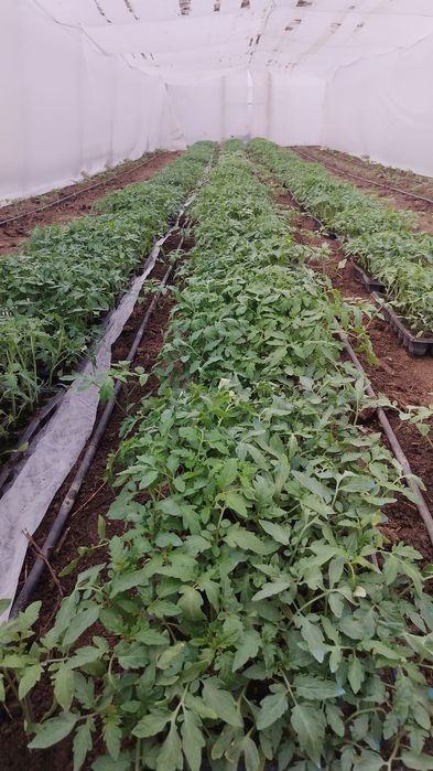 Răsaduri de roșii si castraveti– Drăgășani