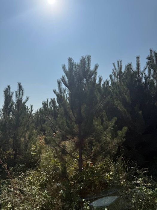 Majjivelnik har xil razmerda