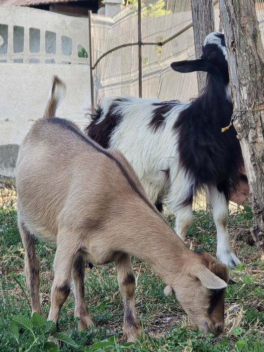 Vand 2 iezii de capră.