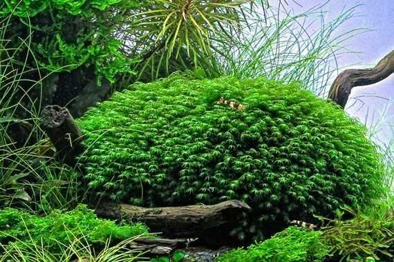 Moss Fissidens Fontanus sau Riccardia Chamedryfolia 8x8 cm