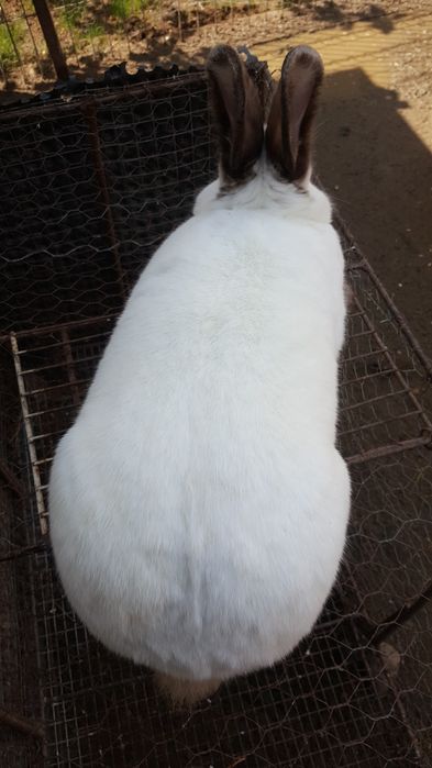 Iepuri maturi California