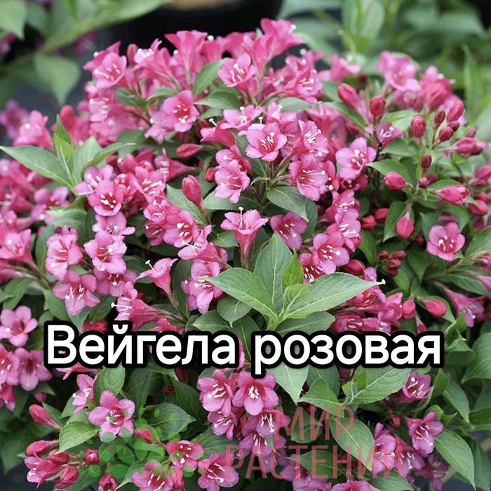 Садовые многолетние кустарники