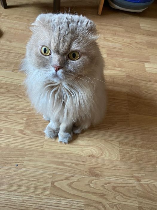 Отдам кота в добрые руки