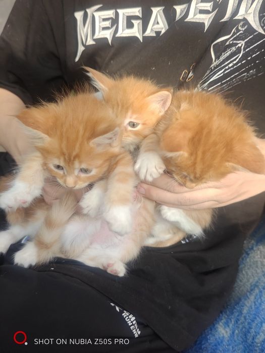 Котята Мейн Куна