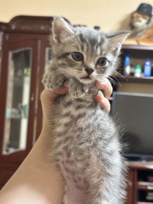 Продаются котята