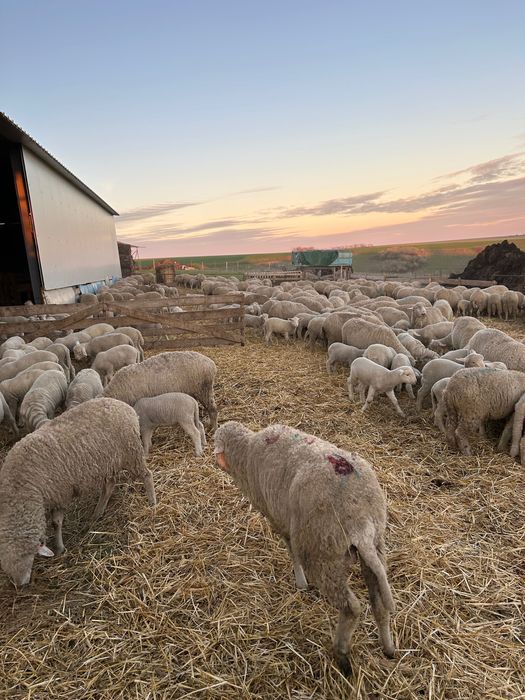 Vând oi de rasă merinos