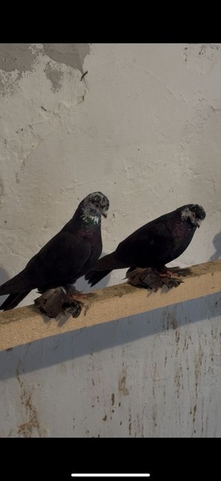 Готовая пара гульсар