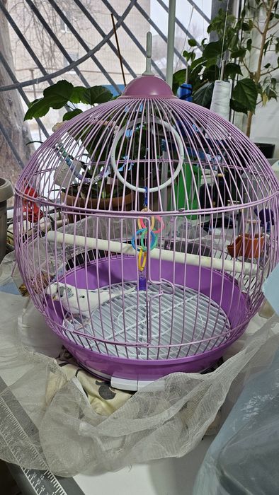 Продам волнистого попугая