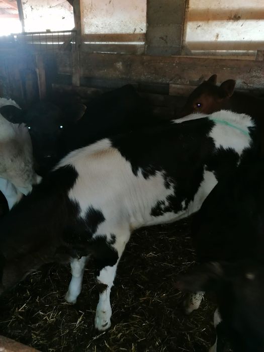 Vând viței încărcați