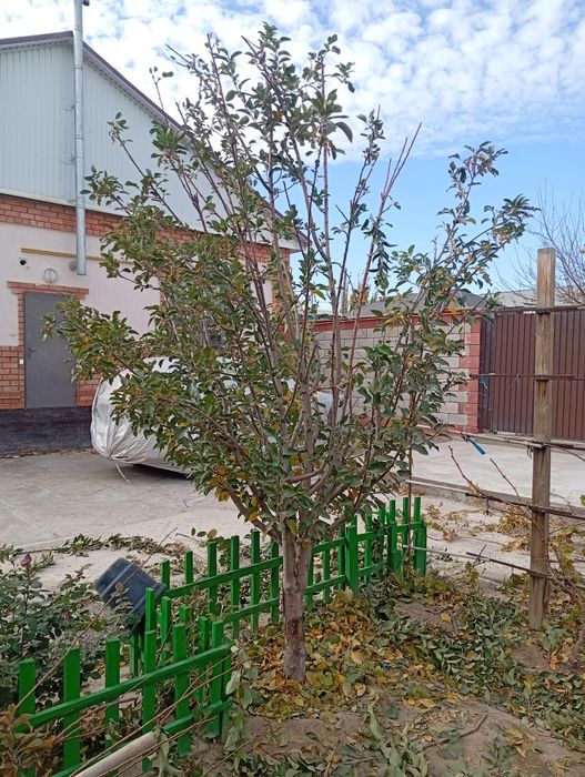 Обрезка плодовых деревьев