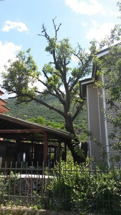 Рязане на опасни дървета