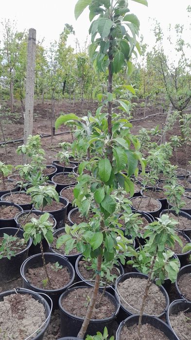 Pomi fructiferi mari 3-7 ani