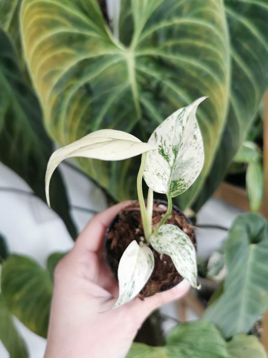 Monstera White Monster