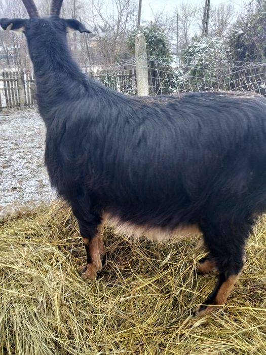 Vînd capră gestantă la a doua fătare cu douo iede lîngă ia