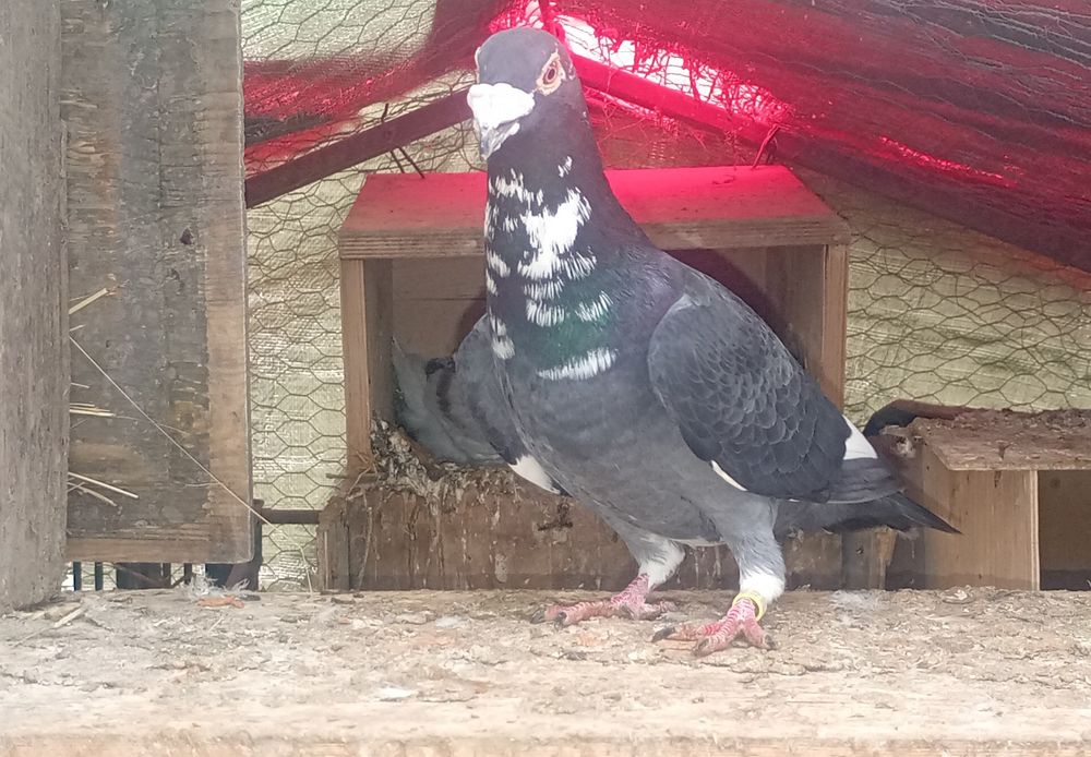 Disponibili porumbei( schimb pe alta culoare)