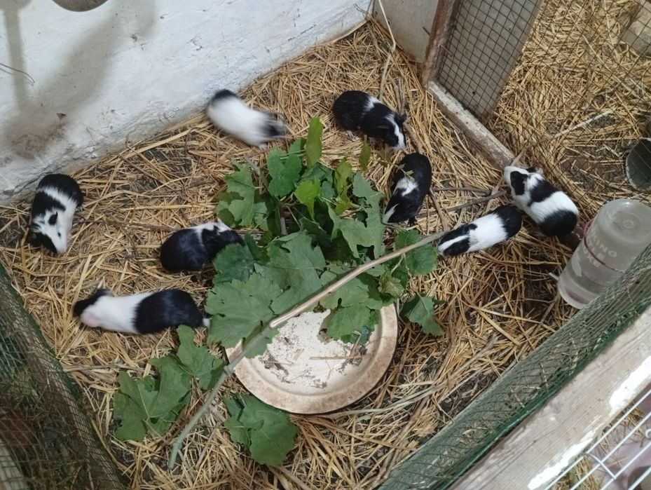 Марские свинки оптом