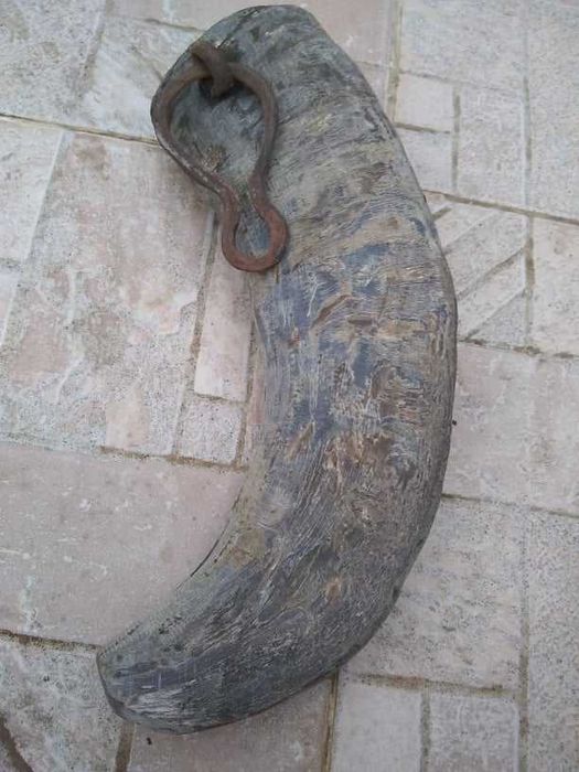 Стар рог Катраница