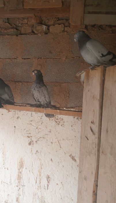 Продаю голуби. Челкари