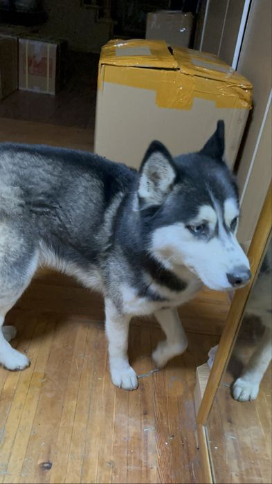 Ищем дом для невероятного хаски