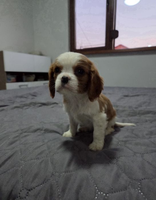 Кавалер Кинг Чарлз Шпаньол