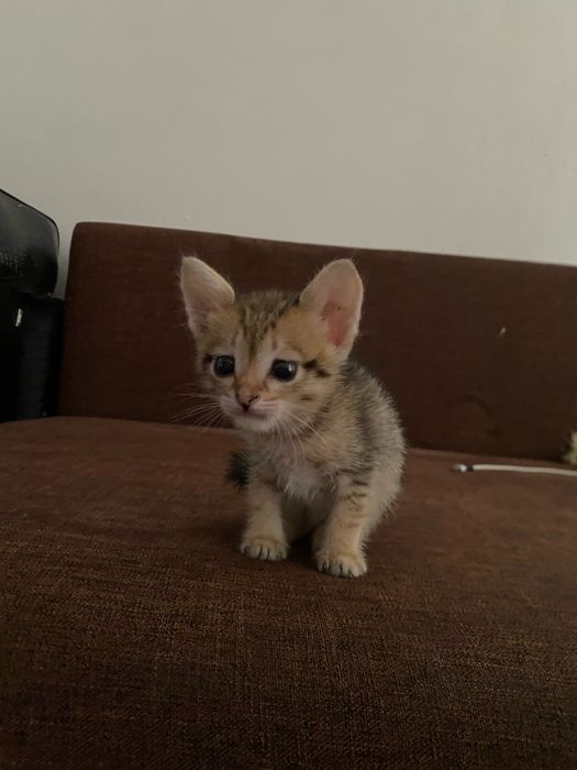 Котенок бесплатно