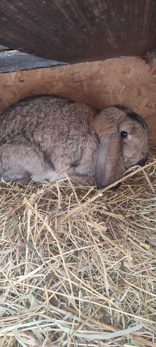 Vând iepuri rasa berbec german