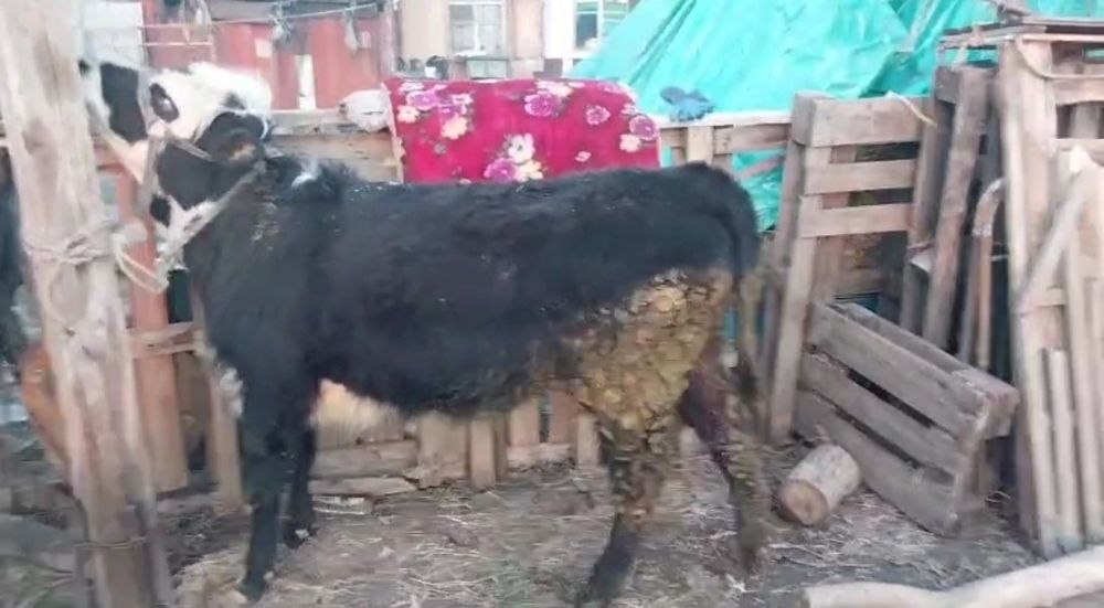 Продам телочку справная