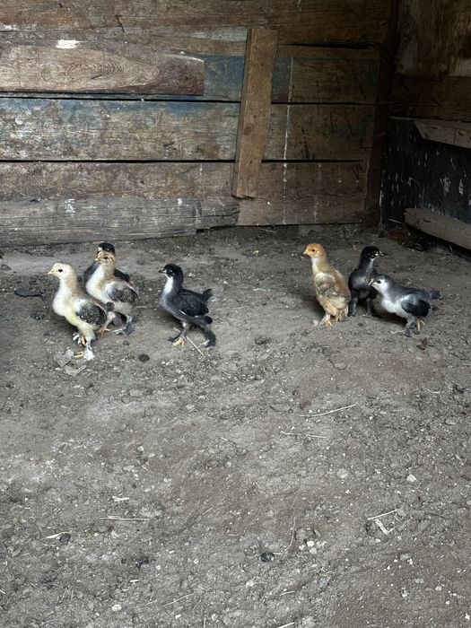 Продам цыплят брама