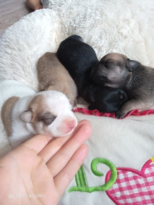 Молодой чихуахуа [Вязка]