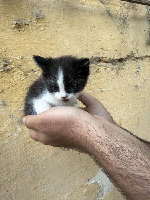 Ищем дом для ласковых котят