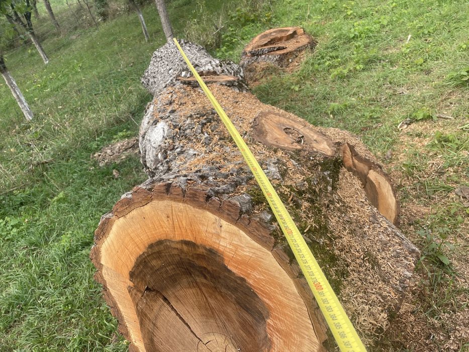 Vand lemn de nuc -trunchi