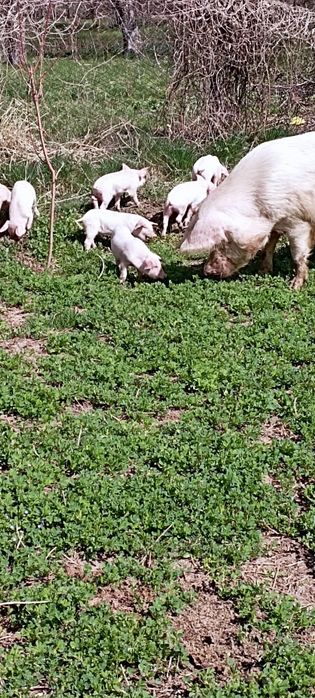 Продам поросят .