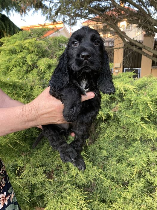 Cocker spaniel baiat