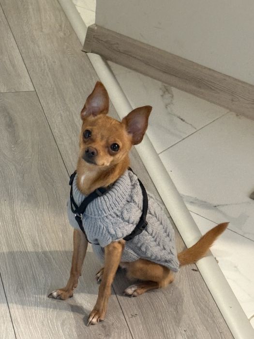 Подарявам мини пинчер на 1 годинка