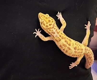 Эублефар с террариумом