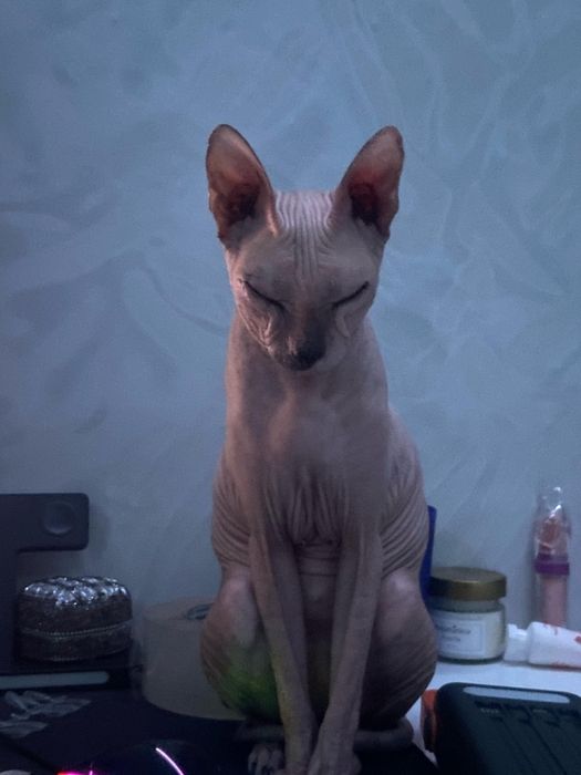 Ищем кота сфинкса