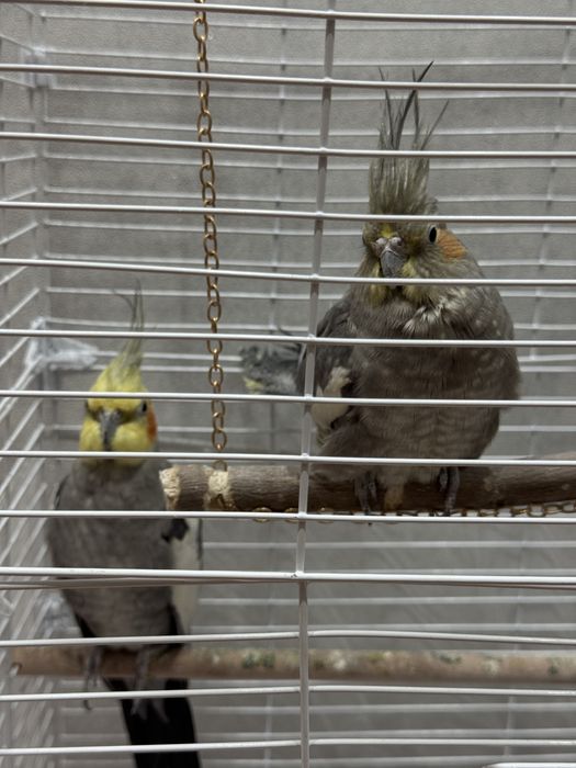 Папугай корелла 2 шт