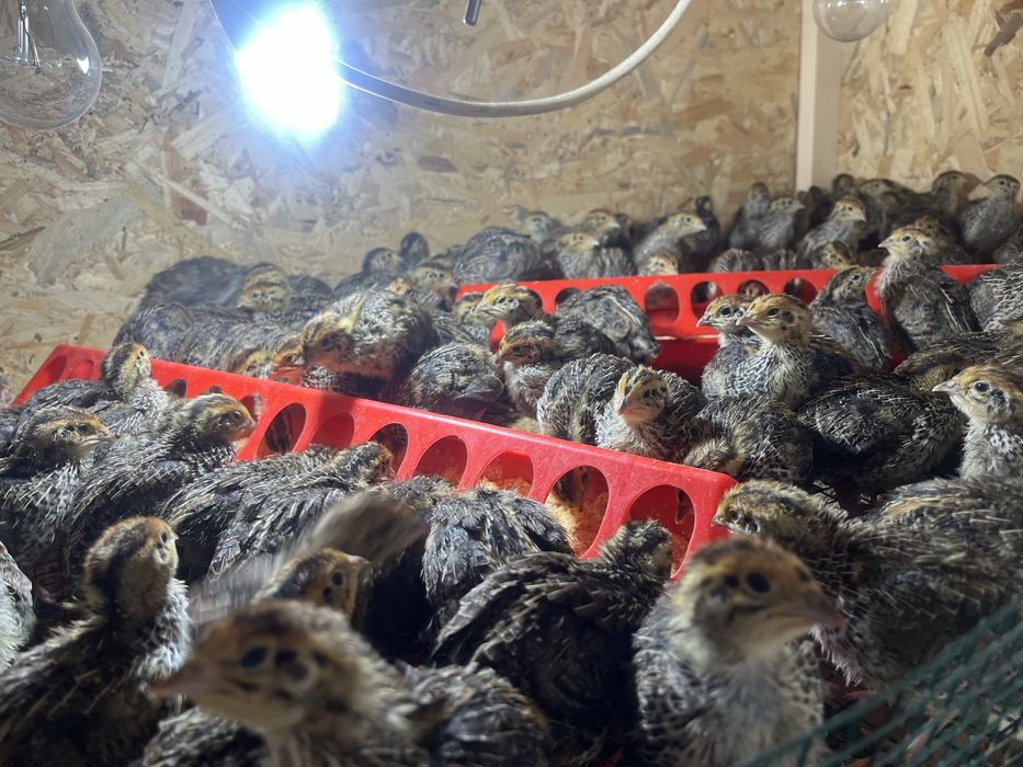 Oua de prepelite ,pui, pasari , carcasa