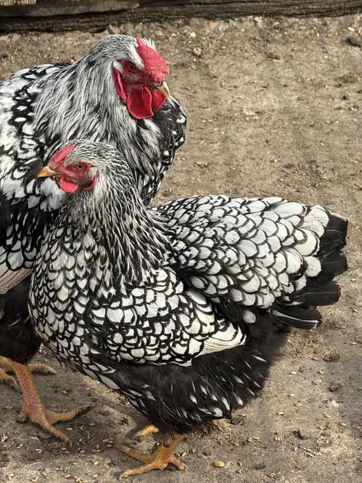 Oua pentru incubat wyandotte