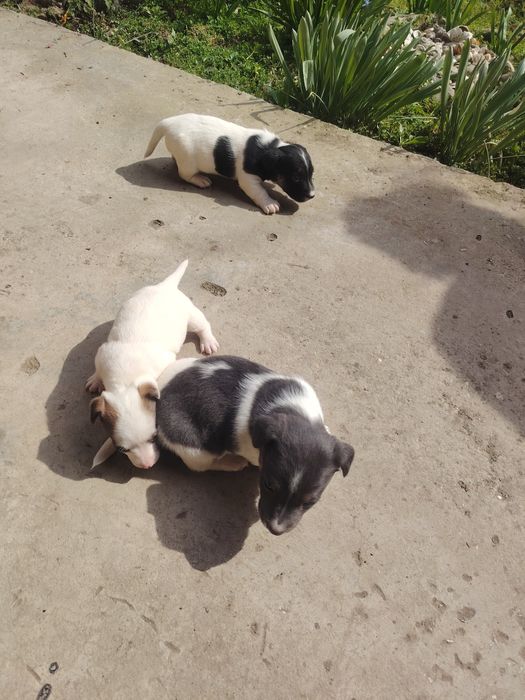 Кученца джак ръсел териер