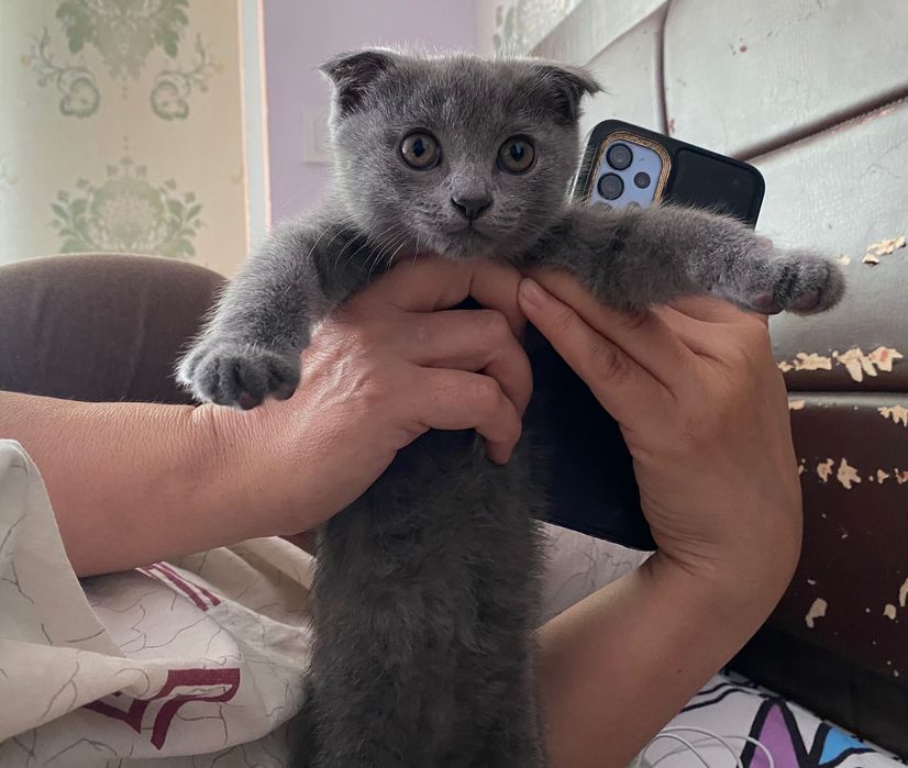 Продается котенок