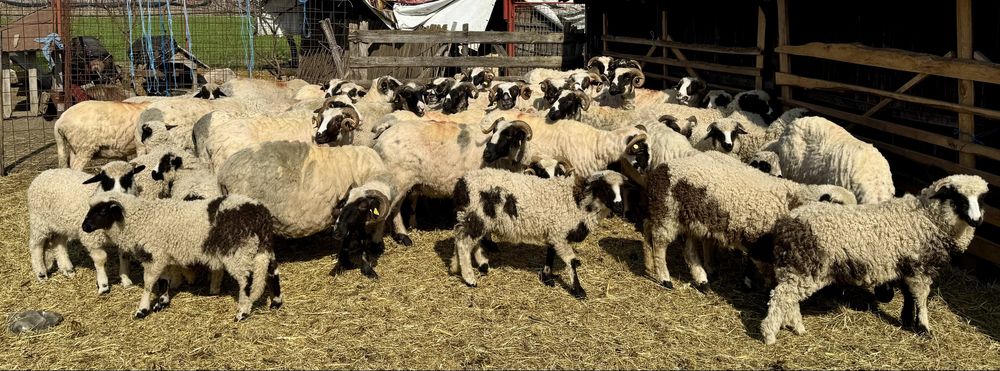 Miei și mieluțe breze de vânzare