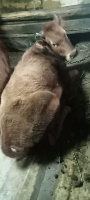 Продам корову и телят