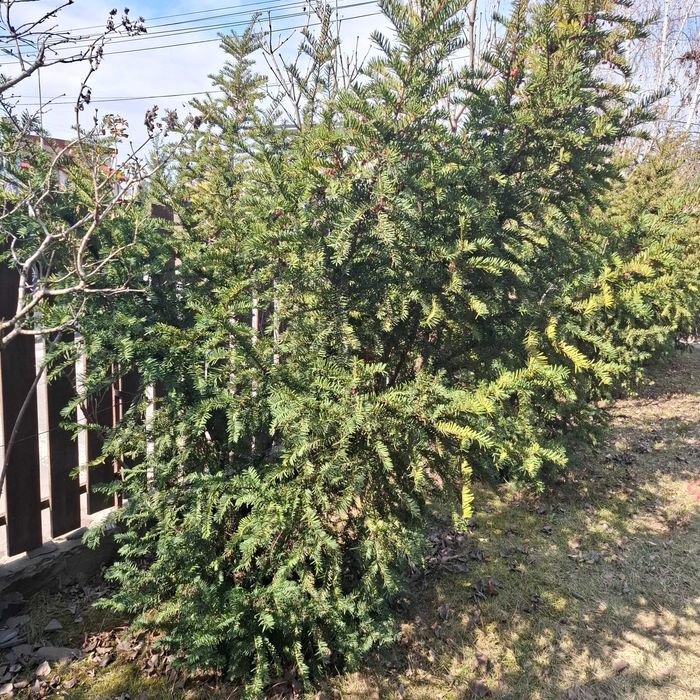 Vând copaci ornamentali Taxus Baccata diametru 100 cm înălțime 250 cm